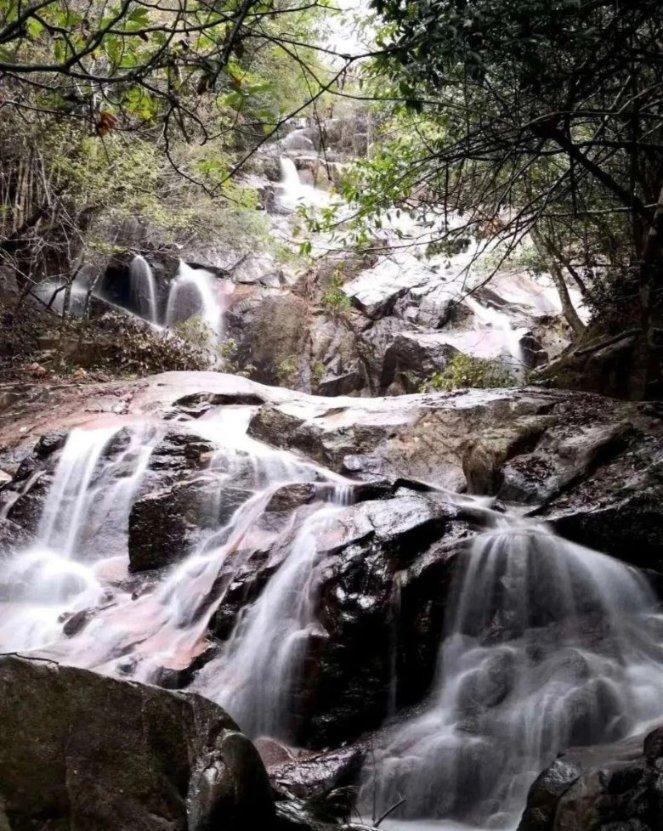 除虫大师
